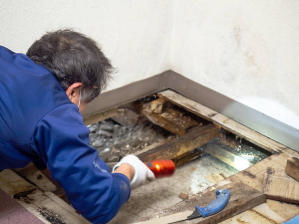 Best Certified Mold Removal  in Randolph, WI