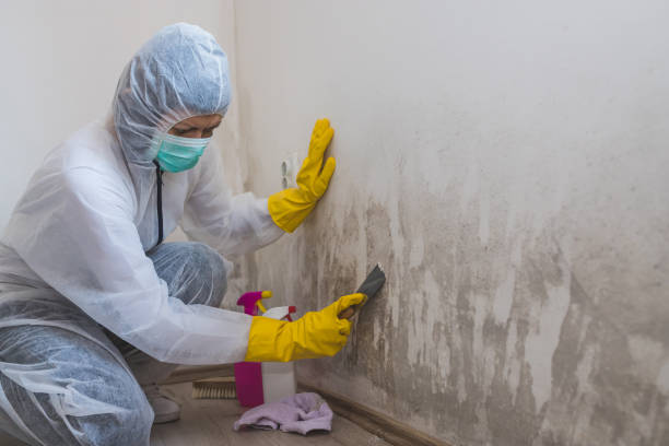 Best Commercial Mold Removal  in Randolph, WI