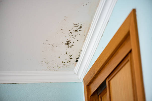 Home Mold Removal in Randolph, WI