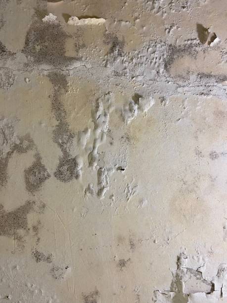 Best Mold Damage Repair  in Randolph, WI