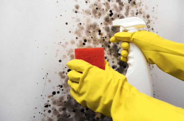 Best Local Mold Removal Service  in Randolph, WI