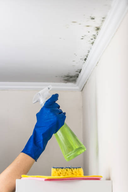 Best Mold Testing  in Randolph, WI
