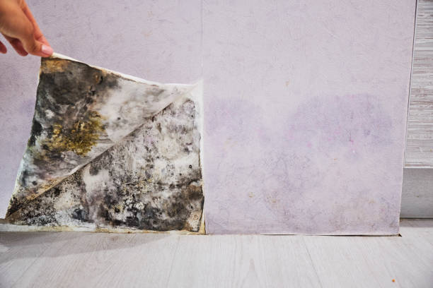 Best Fast Mold Removal  in Randolph, WI